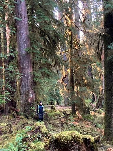 Russell Kramer measures a tree